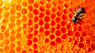 Wallpaper Bee Honey Honeycomb Photo