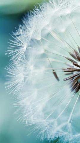Best Dandelion iPhone HD Wallpaper