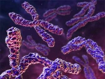 Chromosome Its Parts Functions And Types Words Biology