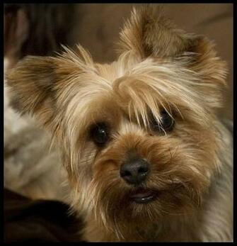 Yorkies Wallpaper Weddingdressin