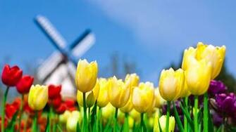 Wallpaper HD Widescreen Different Flowers 1080p