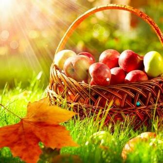 Home Candle Fragrance Oil Autumn And Apple Orchard