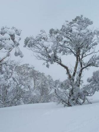 Celebrity Screensaver Wallpaper Picture Theme Snow Tree And
