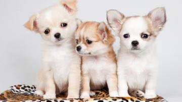 Three Little Funny Chihuahua Puppies Desktop Wallpaper