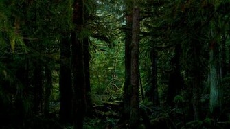 Dark Forest Wallpaper Photography