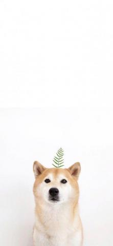 Nicole Andrea Gene On Dog Phone Wallpaper Cute Animals