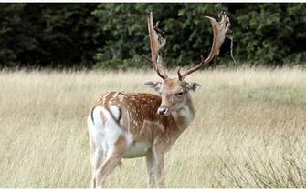 Whitetail Deer Wallpaper Border
