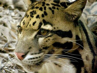 Clouded Leopard Pictures Wallpaper Of