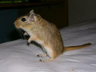 Animaux Rat Wallpaper W3 Directory