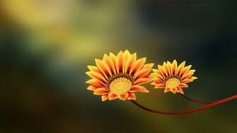 Full HD Flowers Wallpaper