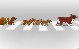Animals Dogs Puppies Corgi Wallpaper Background