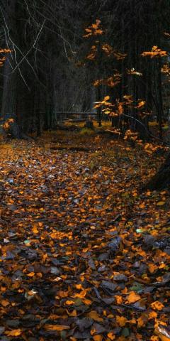 Fall Wallpaper Whatspaper