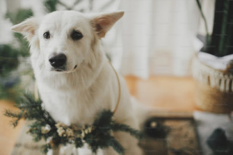 Holiday Dog Pictures Image