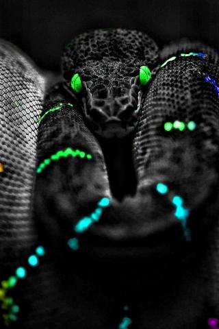 Wallpaper HD Snake Eyes