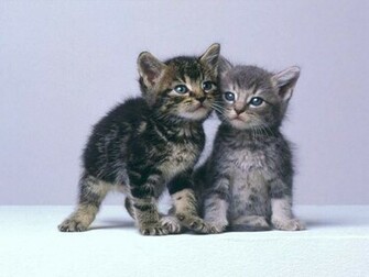 Wallpaper Pc Computer Kittens
