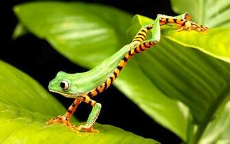 Frog Wallpaper Animals Library