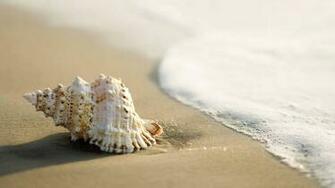 HD Wallpaper Shells