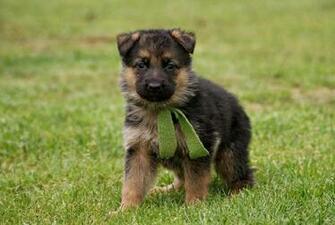 Source Url DailyBackground German Shepherd Puppies