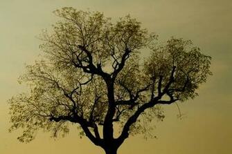 Tree Silhouette Footwa Nature