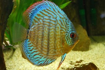 Discus In Aquarium Photo And Wallpaper Cute
