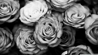 You Can Black And White Roses In Your Computer By Clicking