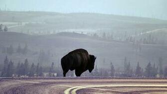 Desktop HD Wallpaper S American Bison