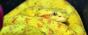 Gallery Eyelash Viper Venom
