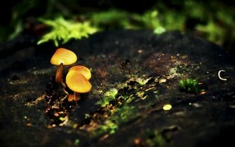 Mushrooms Wallpaper Stock Photos