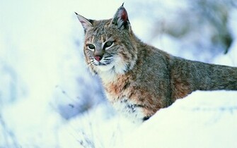 Animal Lynx Wallpaper
