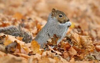 Wallpaper Autumn Animals Nature Background Foliage Protein