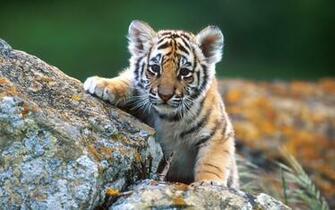 Wallpaper Animals For Desktop