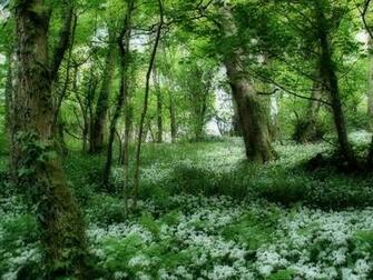 Forest Wallpaper Desktop