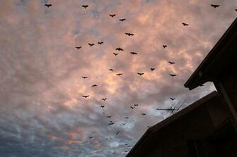 Beautiful Wallpaper Bats