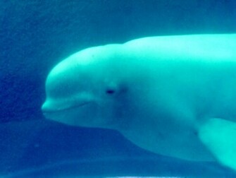 Beluga Whale Wallpaper