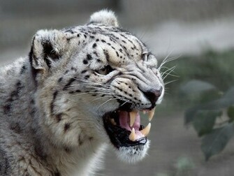Snow Leopard Wallpaper HD Pictures One