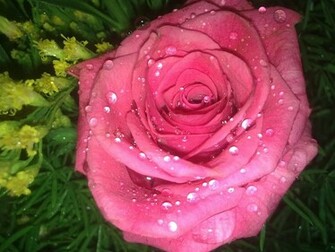 Beautiful Roses Photos Pictures Flowers