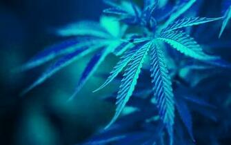 Weed Marijuana Wallpaper Color Palette Tags Ganja Car Pictures
