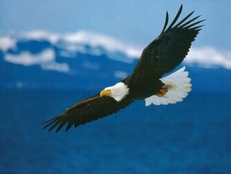Eagles Wallpaper Bald Eagle Flying