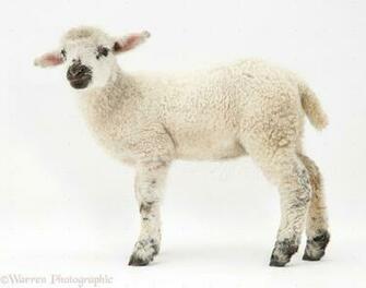 Lamb Standing Photo Wp34081