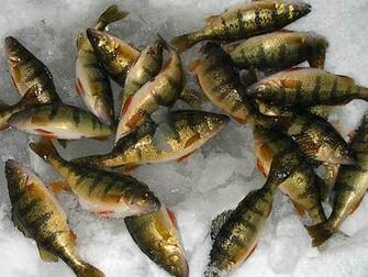 Ice Fishing Wallpaper Pictures