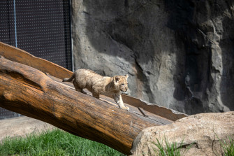Baby Lion Picture Wallpaper