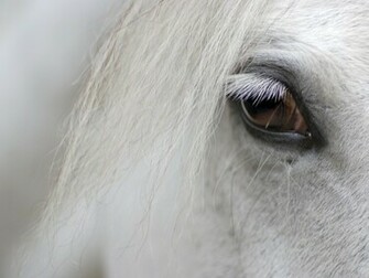 Sad White Horse Photo In Dark Night Couple Photos