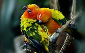 Love Birds Wallpaper Desktopwallpaper