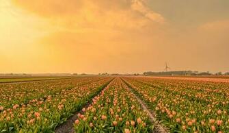 Desktop Wallpaper Tulip Fields Flowers Many
