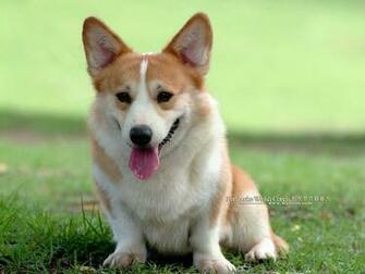 Dogs Pembroke Welsh Corgi Wallpaper