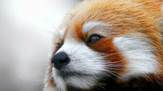 Wallpaper Red Panda Muzzle Fur 4k Ultra HD Background