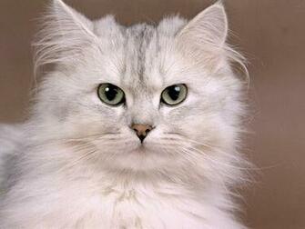 Cat Wallpaper Cute Pictures Animal Desktop Background