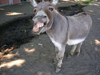 Derp Donkey Wallpaper