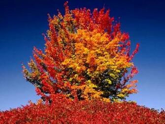 Fall Season Wallpaper Enjoy For Your
