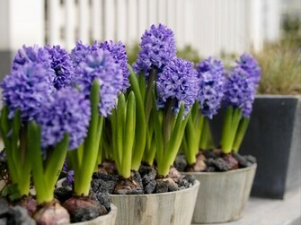 Hyacinth Flowers At Home Wallpaper And Image Pictures